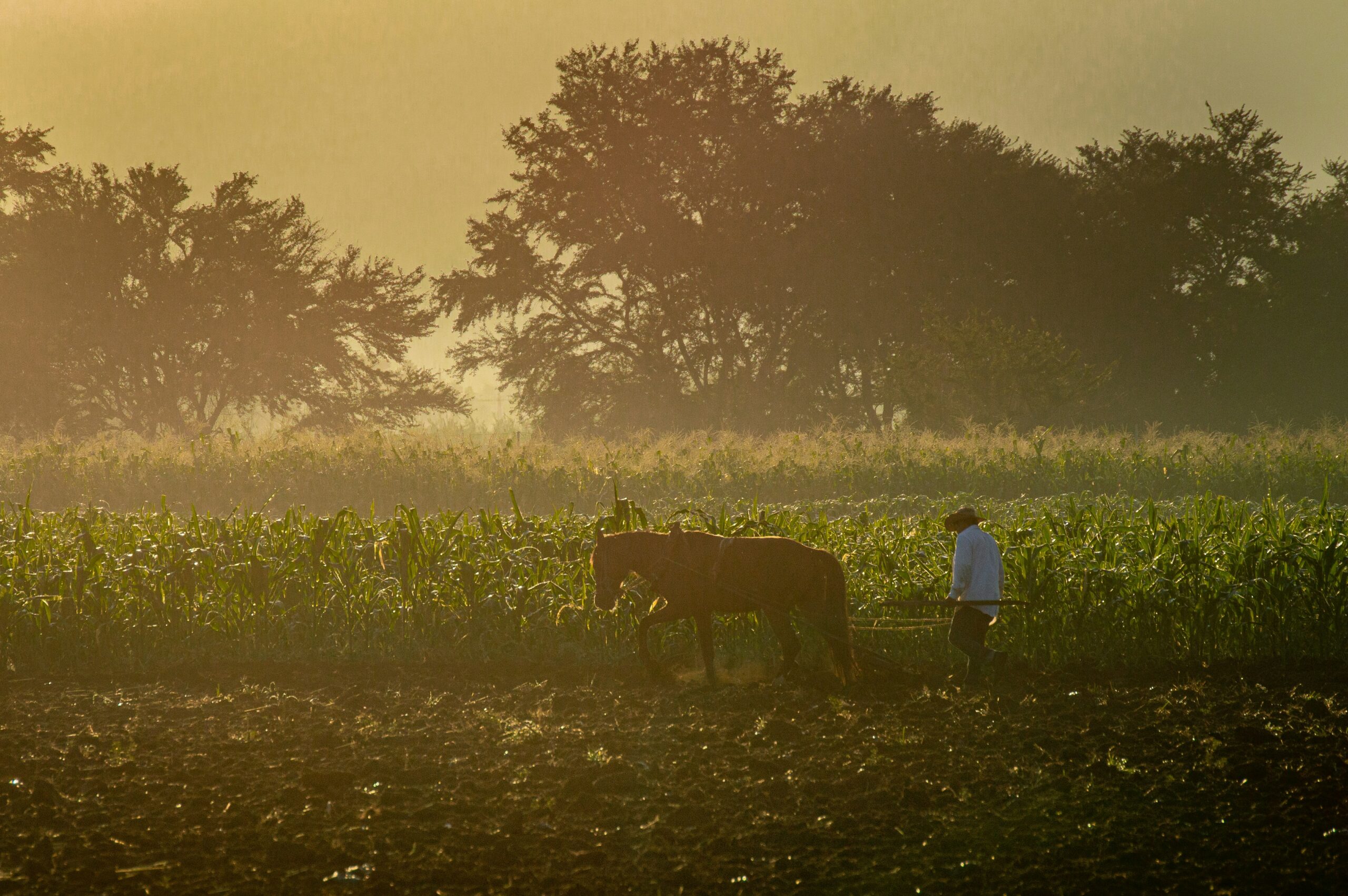 Imatge d'un camp amb una persona treballant la terra amb un cavall
